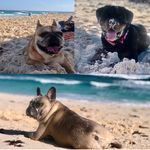 Ella, Daisy, Boddington & Cousin Tilley - @the_canine_sisters - Instagram