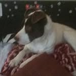 Ella Tompkins2468 - @ella_bella_puppydog - Instagram