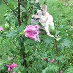 Ella Tompkins - @ella_germanshepherd - Instagram
