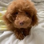 𝓔 𝓵 𝓵 𝓪 - @ella.toypoodle - Instagram