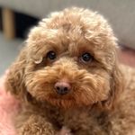 Ella - @ella.the.toy.poodle - Instagram