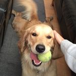 Ella Toy - @ellatoythegoldenretriever - Instagram