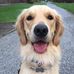 Ella Toy the Golden Retriever - Facebook
