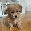 Ella Toypoodle - @ella.toypoodle - TikTok