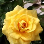Ella Trahan Williams - @ellawilliams3850 - Instagram