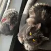 Ella Tucker - @hueshowl - TikTok