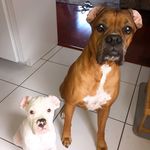 Ella Rose and Tyson - @ella_tyson_theboxerdogs - Instagram