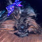 Ella Vader - @ella_the_doggo_dog_ - Instagram