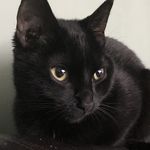 Ella Vader - @ella_vader_cat - Instagram