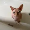 Ella - @realellavargas - TikTok