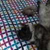 Ella_Veale - @ella_veale - TikTok