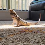 Ella Ware - @buddy_the.beardie - Instagram