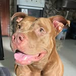 Ella Wayne  Pitbull Monster 🐶 - @ellapitbullmonster - Instagram
