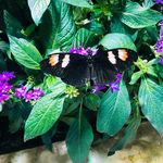 Ella - @ella_wenzel - Instagram