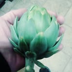 Ella Whitcomb - Facebook