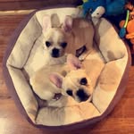 Ella and Winston - @winstonella2717 - Instagram