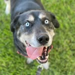 Ella, Linc, Roscoe, Winston - @muttleyrescuecrew - Instagram