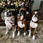 Lucy, Ella, & Winston - @lucyellawinston_theboxers - Instagram