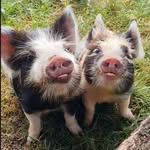 Winston, Ella and Melvyn - @winston_ella_and_melvyn - Instagram