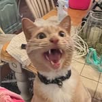 ella wiseman - @eatingrocks_makingart - Instagram