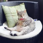 Ella, Pops, Renley, & Foster Wren! - @ella_and_poppycat - Instagram