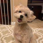 Ella 🐾 - @ella.yang_ - Instagram
