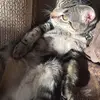 Ella Yang - @ellayang - TikTok