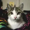 Michelle Barnes - @michellebarnes_ - TikTok