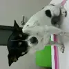 ella denning - @ellbell0504 - TikTok