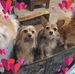 Ellen Herman - Facebook