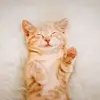 ellekang1994 - @ellekang1994 - TikTok