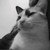 i'm Ellie - @ellekang97 - TikTok