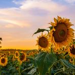 Elle Koch Photography - Facebook