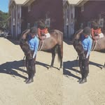Elle Mann - 13y/o - @equestriann_elle - Instagram
