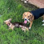 🐶🐶 - @elle_max_ - Instagram