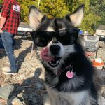 Eleanor McNabb AKA Poops - @eleanor_poops_pomsky - Instagram
