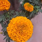 Minhaz Ali - Facebook