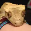 ElleOlsen - @sparklybluepanda - TikTok