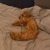 Elle's Pack U^ェ^U - @elles.pack.uu - TikTok