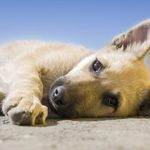 Elle Patton - @puppy__cool__world - Instagram