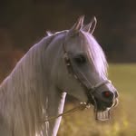 ELLEN ALTMAN - @altmans1 - Instagram