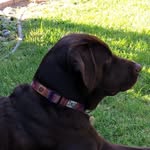 Ellen Armstrong - @lbc_paw_walkers - Instagram