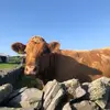 Ellen Barry - @ellen.barry2 - TikTok