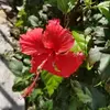Ellen Bay Inn - @ellen.bay.inn - TikTok