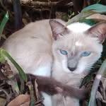 Ellen + Céu, Blue , Beach, Eva e Bili 🐈 - @miausmylife - Instagram