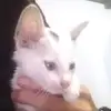 shshmok - @ellenbenson0 - TikTok
