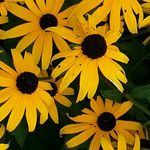 Beth-Ellen Bischoff-Zellers - @bischoffzellers - Instagram