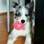@pejsek_ellen_blue - Instagram