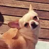 ellenbowman7 - @ella52784 - TikTok