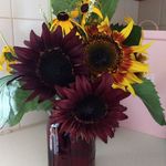 Ellen Boyd - @ellieboyd1967 - Instagram